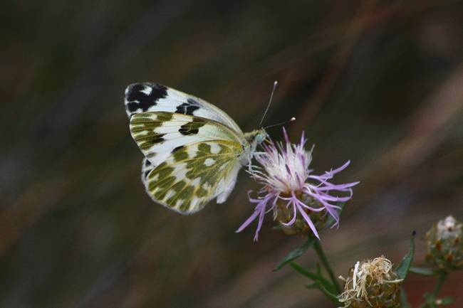 Pontia edusa